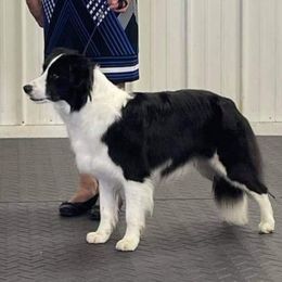 Paige - Border Collie
