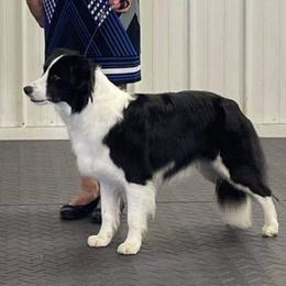 Paige - Border Collie