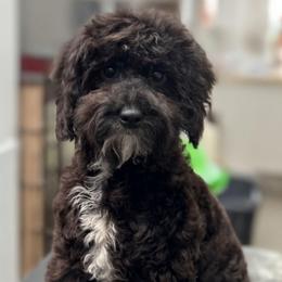 Naomi - Black female Cockapoo puppy in Lebanon, Kentucky from Mosaic Merle Doodles