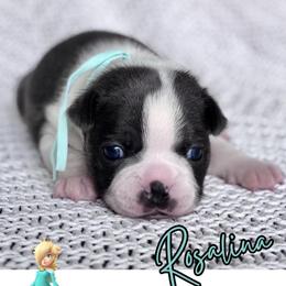 Rosalina - Blue female Boston Terrier puppy in West Jefferson, Ohio from Kline Kennels