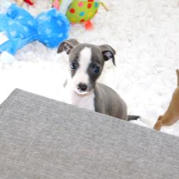 Yasmin's Male 1 - Blue male Italian Greyhound puppy in Sparta Tn And Caryville Fl, Tennessee from Summerwind Kennel