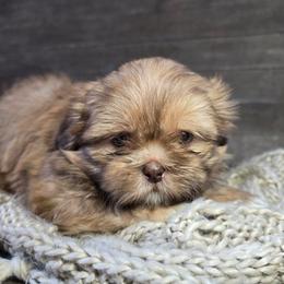 Gus - Liver male Shih Tzu puppy in Mountain Grove, Missouri from Precious Puppies