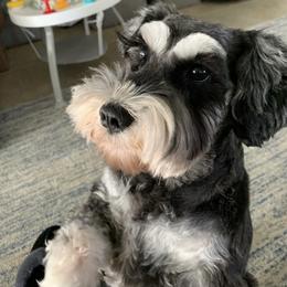 Miniature Schnauzer All Grown Up from Good Shepherd K9 Initiative
