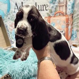 Pepper - Black and white male Basset Hound puppy in Hodges, South Carolina from Blooming Bassets