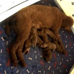 Poodle Puppies from Prissy Pants Poodles LLC