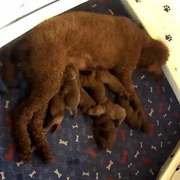 Poodle Puppies from Prissy Pants Poodles LLC