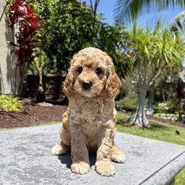 Boy 1 - Apricot male Goldendoodle puppy in San Diego, California from Goldendoodles & Poodles of San Diego