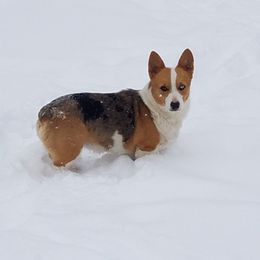 American Corgi and Pembroke Welsh Corgi All Grown Up from 101 Corgis