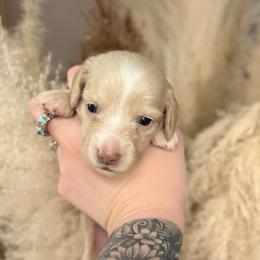 Glimmer - Cream female Dachshund puppy in Kingston, Michigan from Teenie Little Hearts