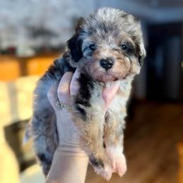 Kinglet - Merle male Bernedoodle puppy in Midland, Michigan from Northern Charm Farm