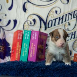 Border Collie, Papillon, Sporty Mix, and Whippet Puppies from Old Hemp Border Collies / Open Horizon Sport Dogs