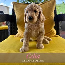 Celia - Apricot female Goldendoodle puppy in Miami, Florida from Kalidoodlee