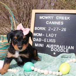 Zoey - Black tri-color female Aussiedoodle puppy in Hopkins, Missouri from Mowry Creek Mini Aussiedoodles and More