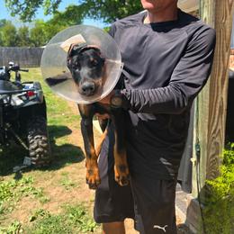 Bidziil(Green) - Black and rust male Doberman Pinscher puppy in Shelby, North Carolina from IronBee Dobermans