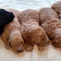 Assorted Doodle Crosses and Irish Doodles from Wild S Ranch