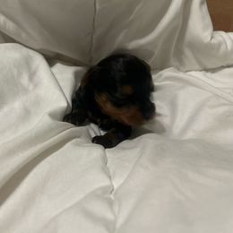 Corey - Black and tan male Yorkipoo puppy in Cerritos, California from Tru's Poo's