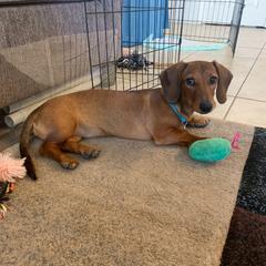 "Penny(female)" Dachshund All Grown Up from Luna May's daschunds