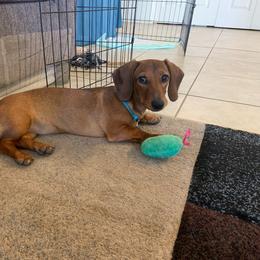 "Penny(female)" Dachshund All Grown Up from Luna May's daschunds