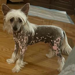 Hhl - Pink and slate male Chinese Crested puppy in Rockvale, Tennessee from Cosmic Chinese Cresteds & Wind-Echo Poodles