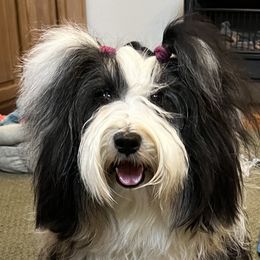 Mo Mo - Tibetan Terrier