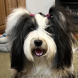 Mo Mo - Tibetan Terrier