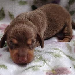 Dachshunds from smithsminiaturedachshunds
