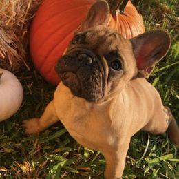 French Bulldogs from The Punk'n Patch