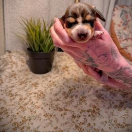 Dachshund Puppies from Drift & Dash Dachshunds
