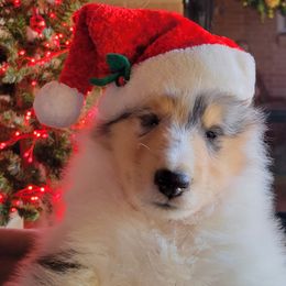 Collie Puppies from Riverrun Collies