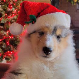 Collie Puppies from Riverrun Collies