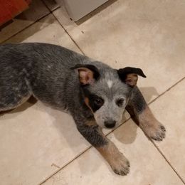 Australian Cattle Dog Puppies from FullMoon Cattle Dogs