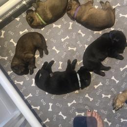 German Shepherd Puppies from Alta Concordia German Shepherds