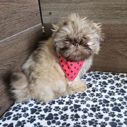 Boy 1 - Liver male Shih Tzu puppy in Meadows Of Dan, Virginia from Walt’s Shih Tzus