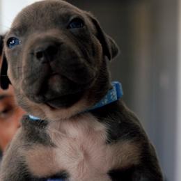 American Bully Puppies from EastSideMarky