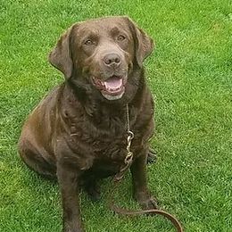 "Hazel" - Labrador Retriever