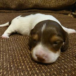 Biscotti - Chocolate and tan male Dachshund puppy in Saint Paul, Minnesota from Vibrant Eyes Doxies