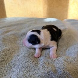 Female 5 - Black and white female Border Collie puppy in Lebanon, Oregon from Cahill’s Canines
