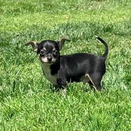 Darin AKC - Black and tan male Chihuahua puppy in Seneca, Missouri from Stephanie’s Puppy Colony