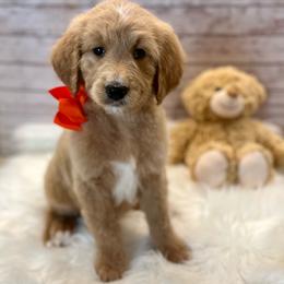 Coreopsis - Cream male Goldendoodle puppy in The Woodlands, Texas from Gracie's Goldendoodles and Bernedoodles