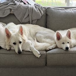 Berger Blanc Suisse Puppies from Nasha Comanda White Swiss Shepherds
