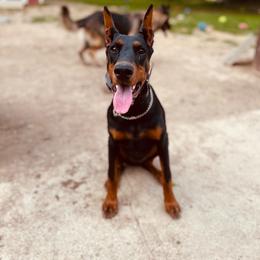 Beretta - Doberman Pinscher