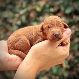 Pink Collar Girl - Red  female Poodle puppy in Modesto, California from Dry Creek Poodles
