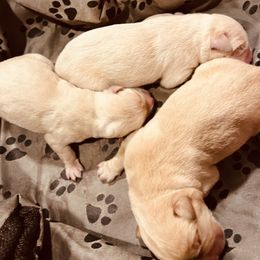 Labrador Retriever and Pembroke Welsh Corgi Puppies from Burress Family Farm and Kennels