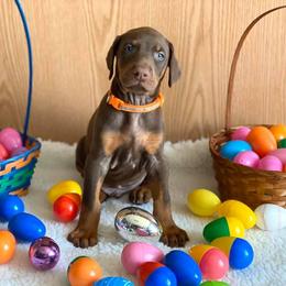 Doberman Pinscher Puppies from Jensen Dobermans
