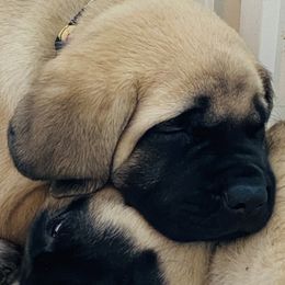 Mastiff Puppies from Cabezon Mastiffs
