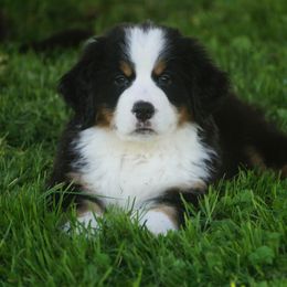 Bernese Mountain Dog Puppies from Lonesome Pine Farm