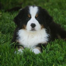 Bernese Mountain Dog Puppies from Lonesome Pine Farm