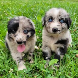 Australian Shepherds from Hedden Acres Aussies