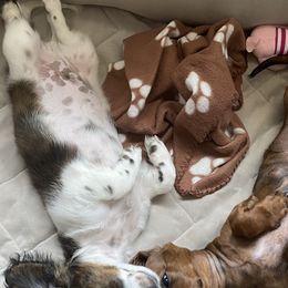 Dachshund Puppies from Bella’s Puppies