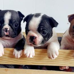 Boston Terriers from Boston Tea Party Terriers